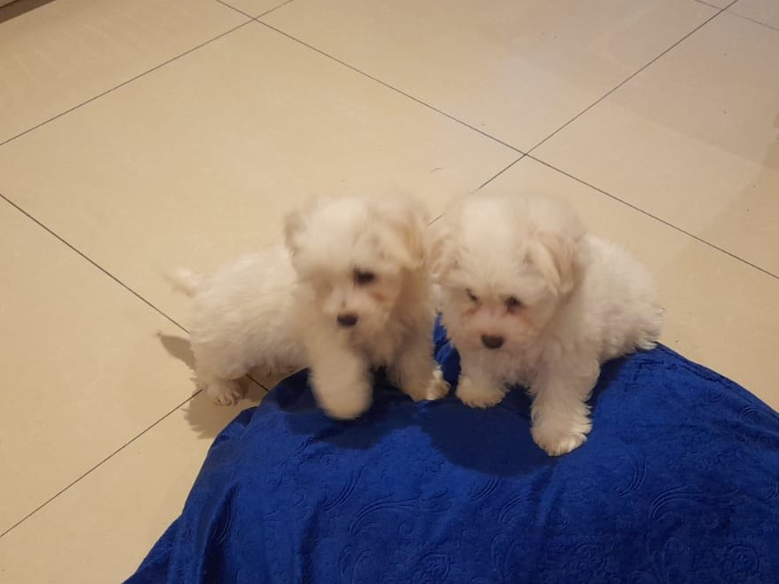Maltese Pup with a Maltese Dad and Bichon Frise Mother for sale 2